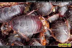 ��Ԫ����Ǯһ�2017��7��3����Ԫ������棩�۸�����