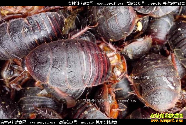 ��Ԫ����Ǯһ�2017��������Ԫ������棩�۸�����