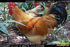 ����������ֳ��ҩ����������·