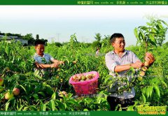 �Ĵ�������ع�ǻ�ɽ����ֲƤ��������5���Ԫ