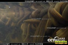 [�¸���]������Ǩ�ų�����ֳ�������Ƹ�