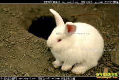 ���ڶ�Ѩ���ã����ڶ�Ѩ����Ч���