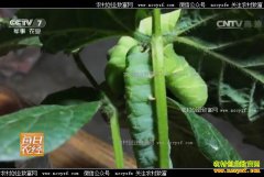 [ÿ��ũ��]��ֳ�����ɽ��չ���ũ���¸�����Ŀ