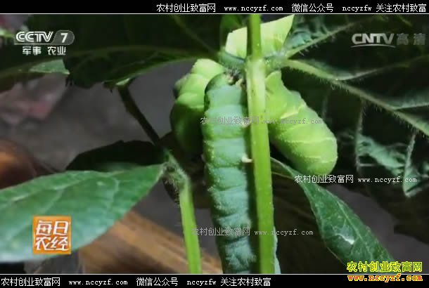 ÿ��ũ������ֳ�����׬Ǯ�𣿽��չ����ض�������۸�