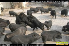 �Ĵ������ظ���Ϊ׿�Ǵ��ҵ���������ֳ�¸�·