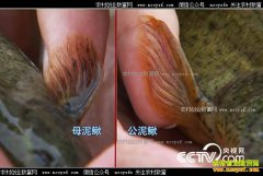 [�¸���]���������ű���������������ǧ��