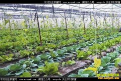 �Ĵ���Ԫ�����¹�������һĶ�����������Ԫ