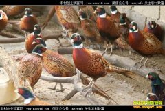 ��ֳ500ֻҰ��һ����׬����Ǯ��Ұ����ֳ�ɱ��������