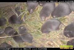 ������׬Ǯ��������ֳ�ɱ���Ч�����