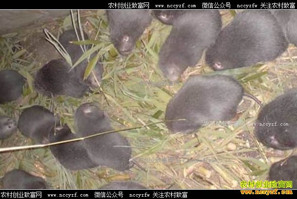 ������׬Ǯ��������ֳ�ɱ���Ч�����