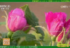 [ÿ��ũ��]ɽ��ƽ��õ�廨�ĲƸ��ؾ�