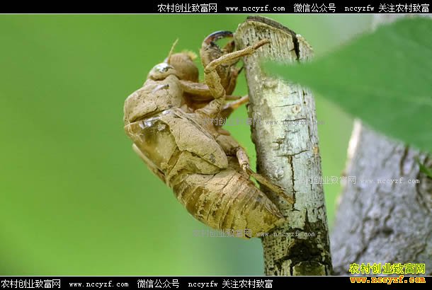 ��ҩ�Ĳ���ͼƬ