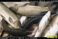 2017�����۸�Ԥ�⣺�����г���ů�߼�λ����