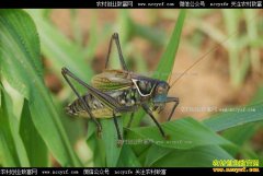 ������׬Ǯ�𣿺ӱ����ش���ε�˹���ֳ������ũ�¸�