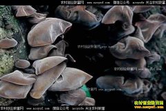 �����������ž�רҵ��ľ������һ����