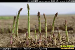 ��ֲ«��׬Ǯ���Ĵ�������������ֲ«��Ч���