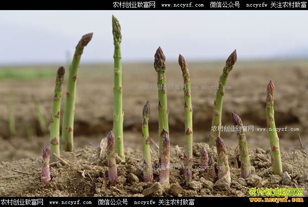 ��ֲ«��׬Ǯ���Ĵ�������������ֲ«��Ч���