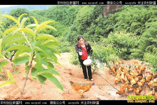 �Ĵ�����ũ��Ů���Ƚܷ��紴ҵ��԰����һ�ٶ��