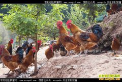 �Ĵ������°����в�ҩι����ɽ���괿����10����Ԫ