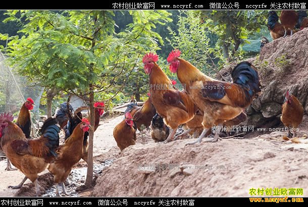 �Ĵ������°����в�ҩι����ɽ���괿����10����Ԫ