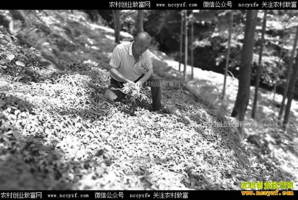 �㽭����������ɽ����ֲ��Ҷ��Ч���