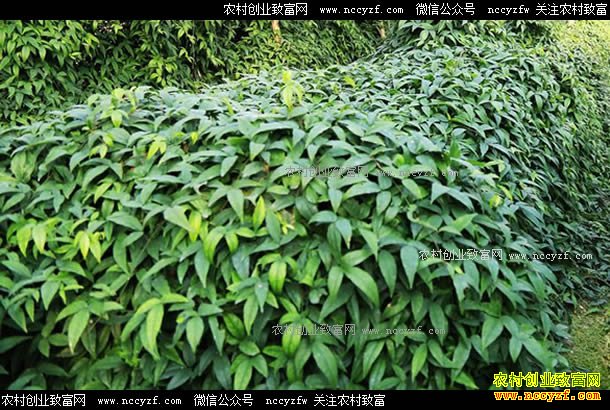 �㽭����������ɽ����ֲ��Ҷ��Ч���