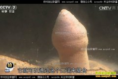 [ÿ��ũ��]������ֵ�ĺ����г��ܳ�