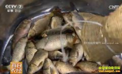 [ÿ��ũ��]������ɽ������������Ч���