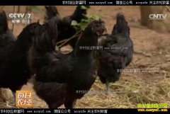 [ÿ��ũ��]�Ĵ������츣˳ɽ����������Ч��ǧ��Ԫ