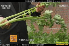 [ũ�����]�۲�����Ʒ�ֽ���