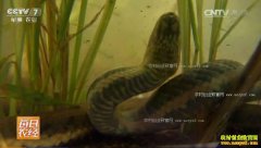 [ÿ��ũ��]�㶫������ˮ������Ҳ׬Ǯ