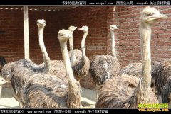 �Ĵ��������������紴ҵ�������������¸�