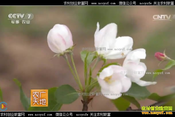 [ũ�����]�ӱ�������������ֲ������ľ�����