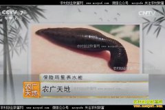 [ũ�����]�����⽭��ΰ����������ˮ��Ч���