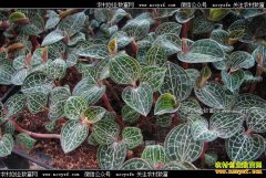 ��ֲ1Ķ��������׬����Ǯ����������ֲ�ɱ���Ч�����