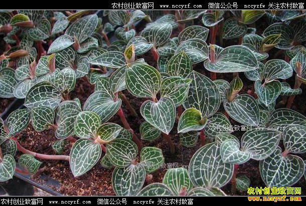 ��ֲ������׬Ǯ�𣿽�������ֲ�ɱ���Ч�����