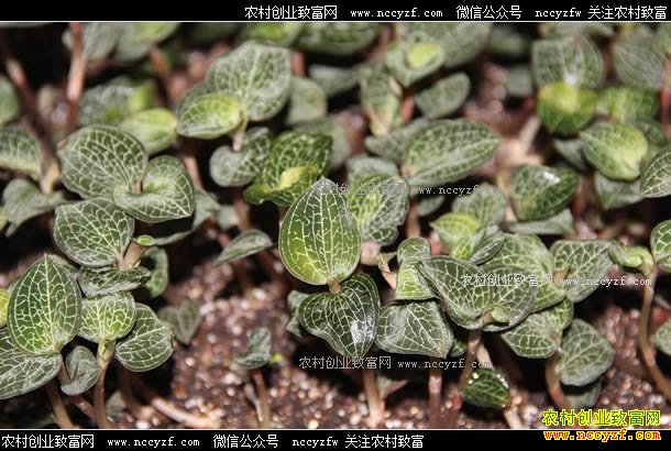 ��ֲ1Ķ��������׬����Ǯ����������ֲ�ɱ���Ч�����