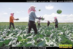 ���Ĺ�ԭҦĥ�壺��ֲ�����߲˳�ũ����ƶ�¸�����Ŀ