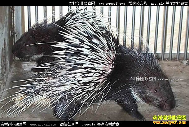 ����¡�����ż�����ֳ����һͷ������ǧԪ