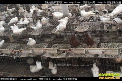 ������СЧ��� �½�������ΰ��ֳ����׬Ǯ