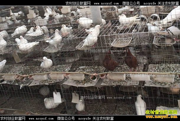 ������СЧ��� �½�������ΰ��ֳ����׬Ǯ