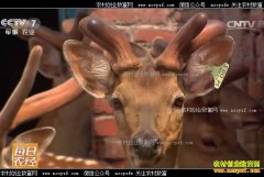 [ÿ��ũ��]������ƽ��һ��ֻ��һ�ε�¹�����ŵ�