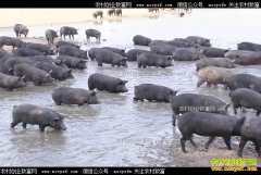 [�¸���]�ӱ�������������ֳ��������6000��