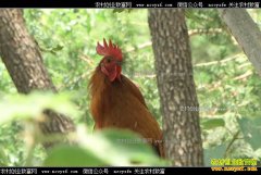 [�¸���]ɽ����ׯ������������������ǧ��Ƹ�