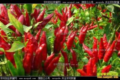 ɽ��������־����ֲ���콷Ķ��4000Ԫ