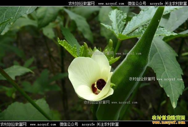 ������������Ȫ����ֲ�������ũ����ƶ�¸�����Ŀ