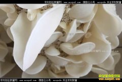 ɽ����ׯ֣ǿ��ֲ��ľ�������¸�