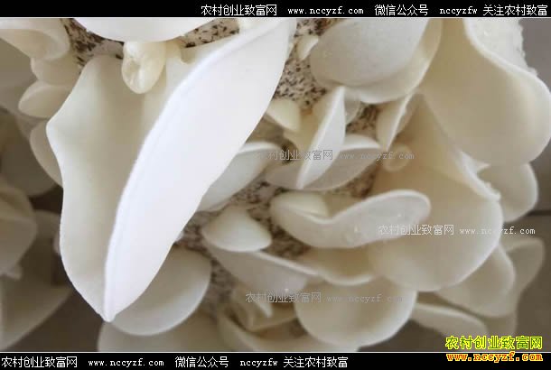 ɽ����ׯ֣ǿ��ֲ��ľ�������¸�