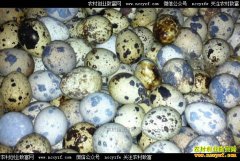 ���ȵ�����Ǯһ�2017��8��7�����ȵ��۸�����