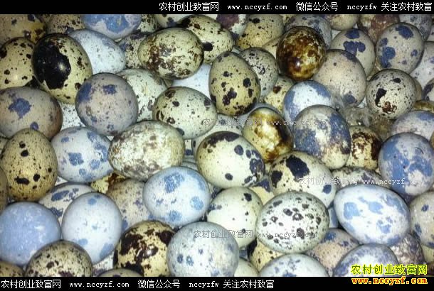 ���ȵ�����Ǯһ�2017��7��12�����ȵ��۸�����